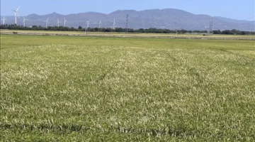 مخاطر تهدد محصول الأرز في موسمي الشتاء والربيع بمقاطعة خان هوا